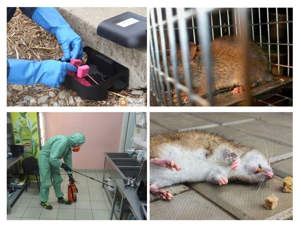 Дератизация от грызунов от крыс и мышей в Липецке