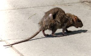 Фирма по уничтожению грызунов, крыс и мышей в Липецке