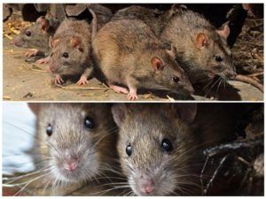 Травить грызунов крыс и мышей в Липецке