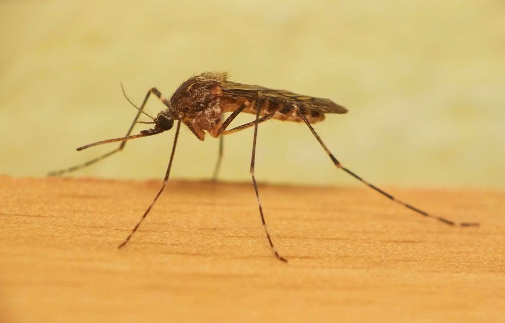 Уничтожение комаров в Липецке