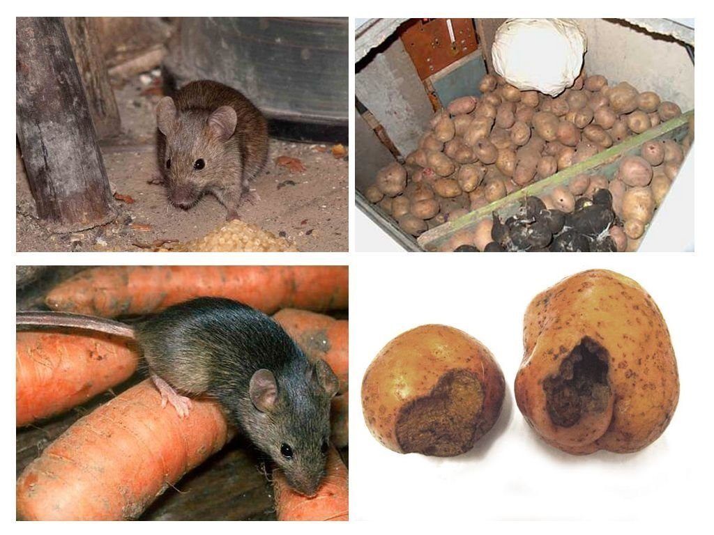 Обработка от грызунов крыс и мышей в Липецке