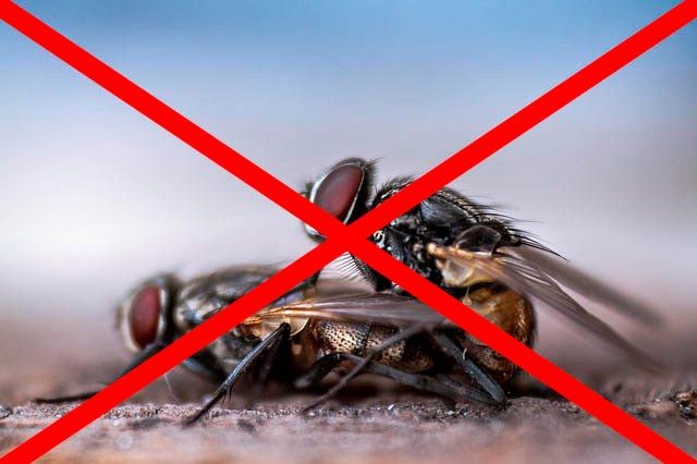 Профессиональное уничтожение мух в Липецке с гарантией