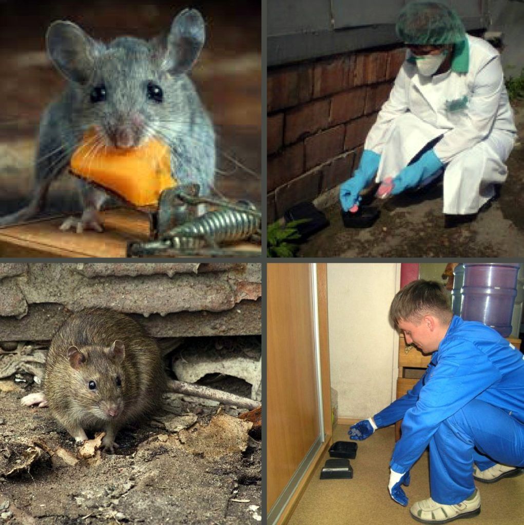 Дезинфекция от грызунов, крыс и мышей в Липецке