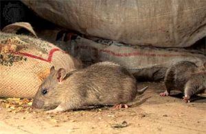 Дератизация от грызунов от крыс и мышей в Липецке