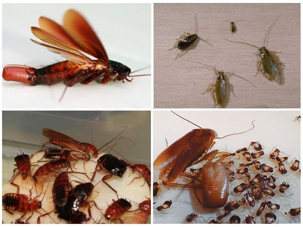 Уничтожение тараканов в квартире в Липецке 
