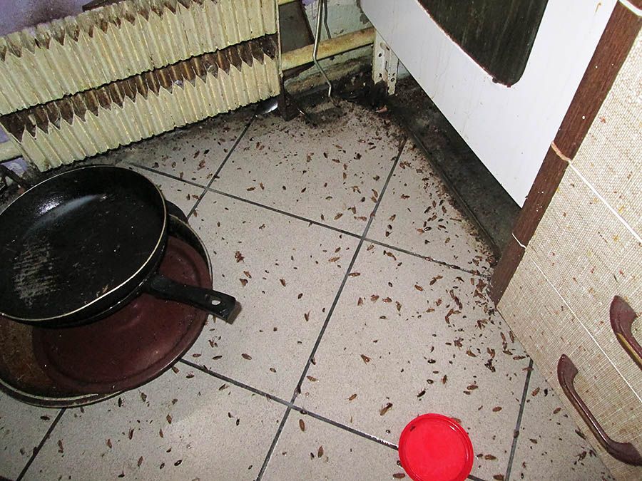 Санэпидемстанция от тараканов в Липецке, вызвать, цены